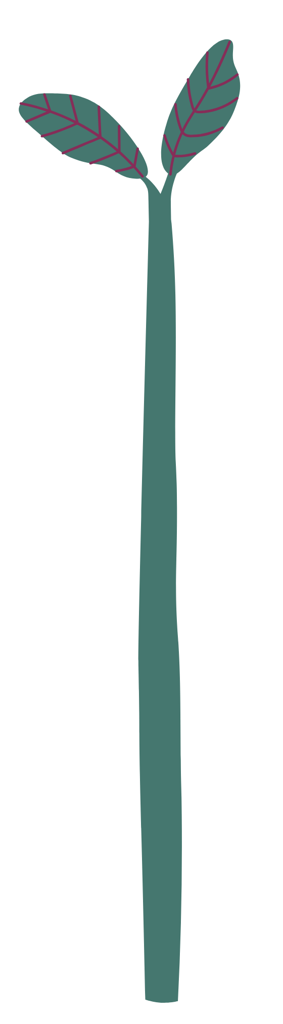 Pflanze l e1780393992668